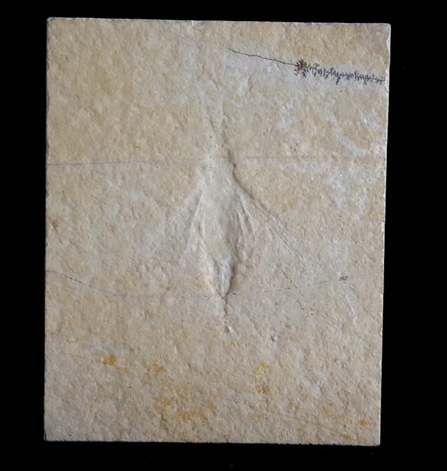 Myrmicium schroeteri GERMAR 1839 - Bild &copy; FossNet FossilienStore